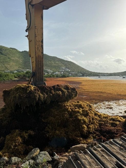 Des scientifiques expliquent la cause de la prolifération des sargasses