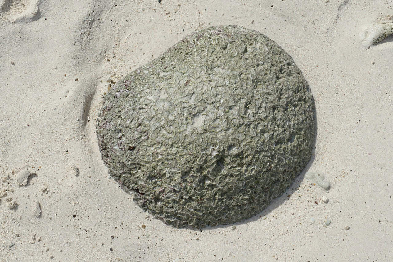 Les récifs coralliens caribéens face à un déclin alarmant