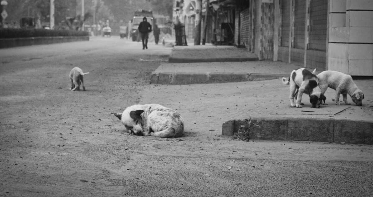 La Martinique renforce son plan contre la prédation canine